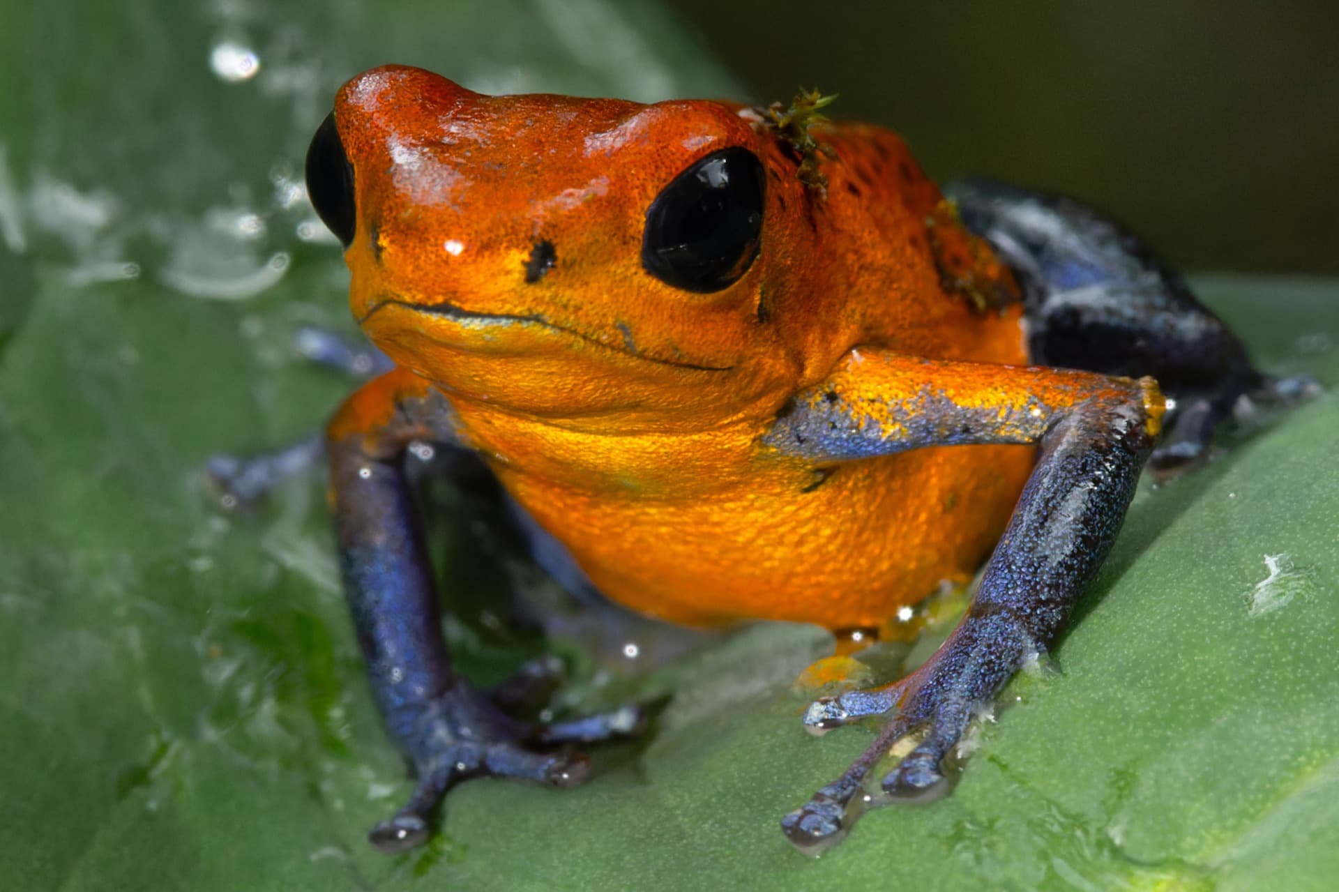 Ein farbenprächtiger Erdbeerfrosch im Regenwald