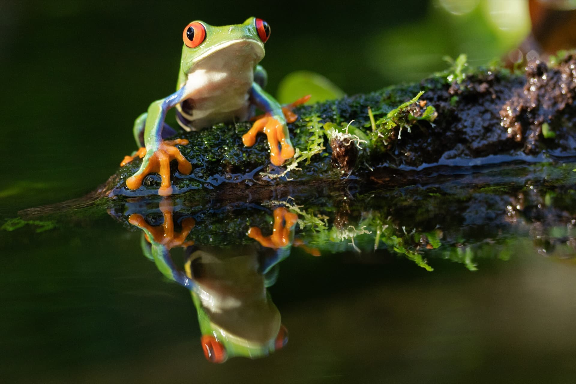 Ein Rotaugenlaubfrosch spiegelt sich im Wasser