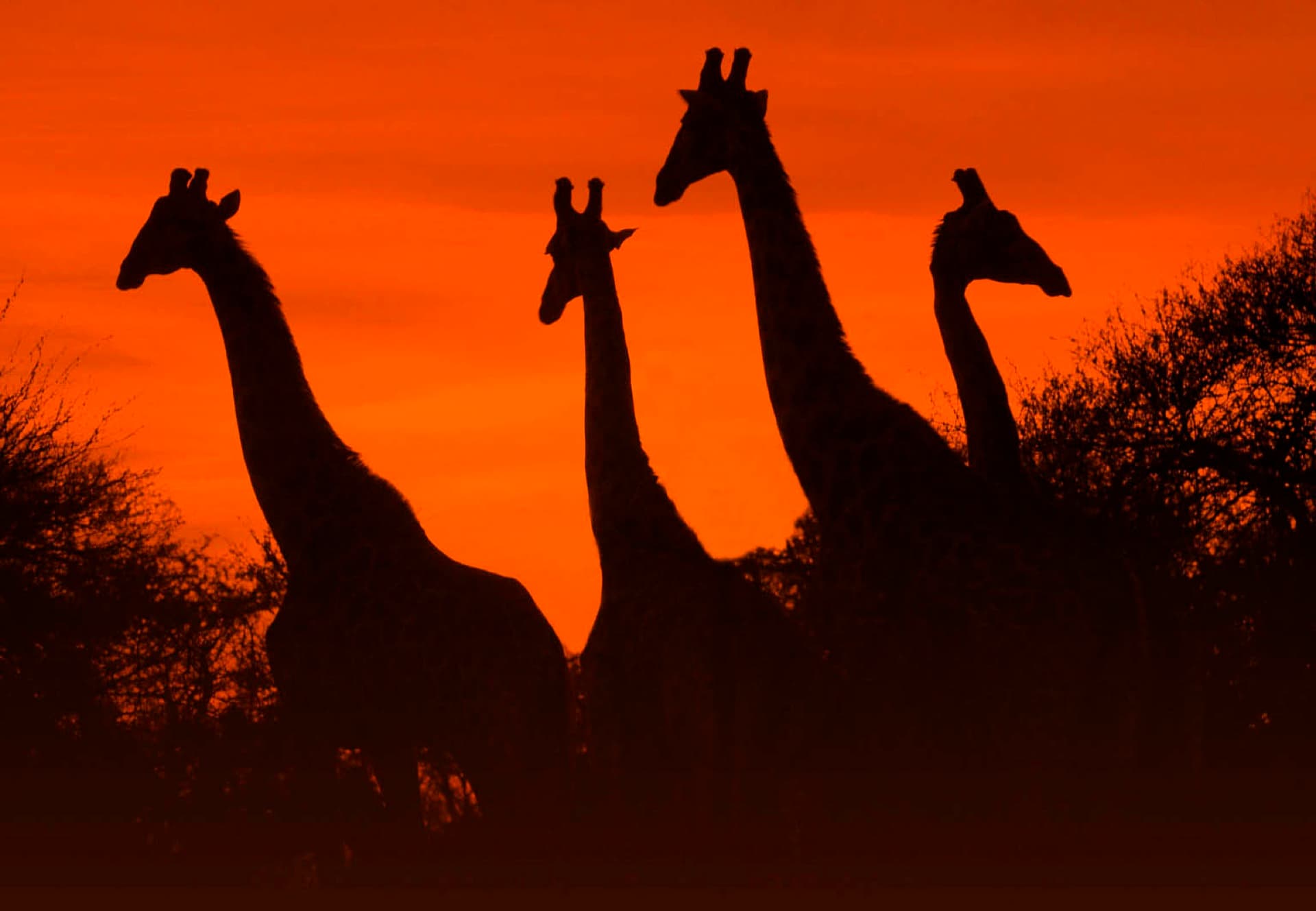 Giraffen ziehen als Silhouetten durch die südafrikanische Abendsonne